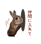 うさぎのやまとさん 第二弾（個別スタンプ：17）
