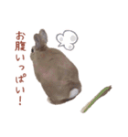 うさぎのやまとさん 第二弾（個別スタンプ：18）