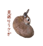 うさぎのやまとさん 第二弾（個別スタンプ：19）