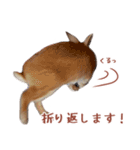 うさぎのやまとさん 第二弾（個別スタンプ：20）