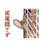 うさぎのやまとさん 第二弾（個別スタンプ：21）