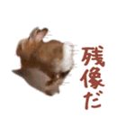 うさぎのやまとさん 第二弾（個別スタンプ：22）