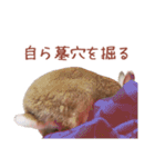 うさぎのやまとさん 第二弾（個別スタンプ：23）