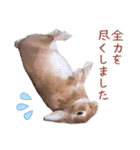 うさぎのやまとさん 第二弾（個別スタンプ：24）