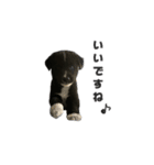 保護犬スプーンとフォーク（個別スタンプ：5）