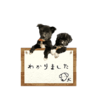 保護犬スプーンとフォーク（個別スタンプ：6）