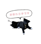 保護犬スプーンとフォーク（個別スタンプ：7）