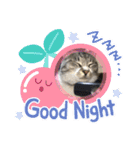 サバトラ猫 カリーノちゃん（個別スタンプ：3）