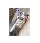 サバトラ猫 カリーノちゃん（個別スタンプ：24）