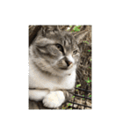 サバトラ猫 カリーノちゃん（個別スタンプ：26）