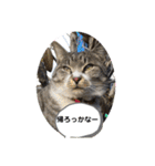 サバトラ猫 カリーノちゃん（個別スタンプ：39）