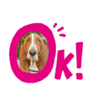 犬のひめちゃんスタンプ（個別スタンプ：1）