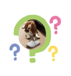 犬のひめちゃんスタンプ（個別スタンプ：3）