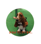 犬のひめちゃんスタンプ（個別スタンプ：4）