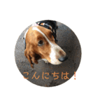 犬のひめちゃんスタンプ（個別スタンプ：5）
