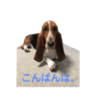 犬のひめちゃんスタンプ（個別スタンプ：6）