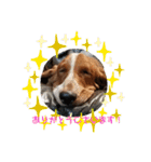犬のひめちゃんスタンプ（個別スタンプ：7）
