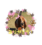 犬のひめちゃんスタンプ（個別スタンプ：8）