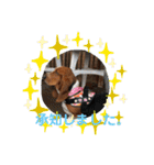 犬のひめちゃんスタンプ（個別スタンプ：9）