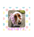 犬のひめちゃんスタンプ（個別スタンプ：10）