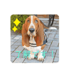 犬のひめちゃんスタンプ（個別スタンプ：11）