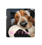 犬のひめちゃんスタンプ（個別スタンプ：12）