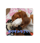 犬のひめちゃんスタンプ（個別スタンプ：13）