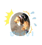 犬のひめちゃんスタンプ（個別スタンプ：15）