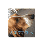 犬のひめちゃんスタンプ（個別スタンプ：17）