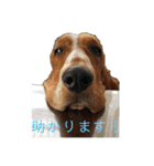 犬のひめちゃんスタンプ（個別スタンプ：19）