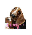 犬のひめちゃんスタンプ（個別スタンプ：20）