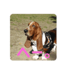 犬のひめちゃんスタンプ（個別スタンプ：21）