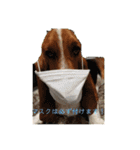 犬のひめちゃんスタンプ（個別スタンプ：22）