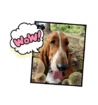 犬のひめちゃんスタンプ（個別スタンプ：23）