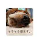 犬のひめちゃんスタンプ（個別スタンプ：25）