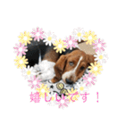 犬のひめちゃんスタンプ（個別スタンプ：26）