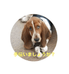 犬のひめちゃんスタンプ（個別スタンプ：28）