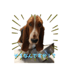 犬のひめちゃんスタンプ（個別スタンプ：29）