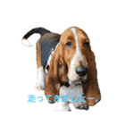 犬のひめちゃんスタンプ（個別スタンプ：30）
