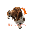 犬のひめちゃんスタンプ（個別スタンプ：32）