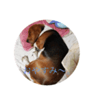 犬のひめちゃんスタンプ（個別スタンプ：33）