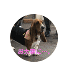 犬のひめちゃんスタンプ（個別スタンプ：34）