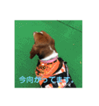 犬のひめちゃんスタンプ（個別スタンプ：35）