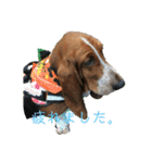 犬のひめちゃんスタンプ（個別スタンプ：36）