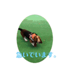 犬のひめちゃんスタンプ（個別スタンプ：37）