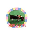 犬のひめちゃんスタンプ（個別スタンプ：39）
