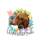 犬のひめちゃんスタンプ（個別スタンプ：40）