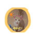 アキハルタマ（個別スタンプ：1）