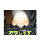 おきゃん2（個別スタンプ：3）