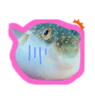 猫と魚とウサギ（個別スタンプ：2）